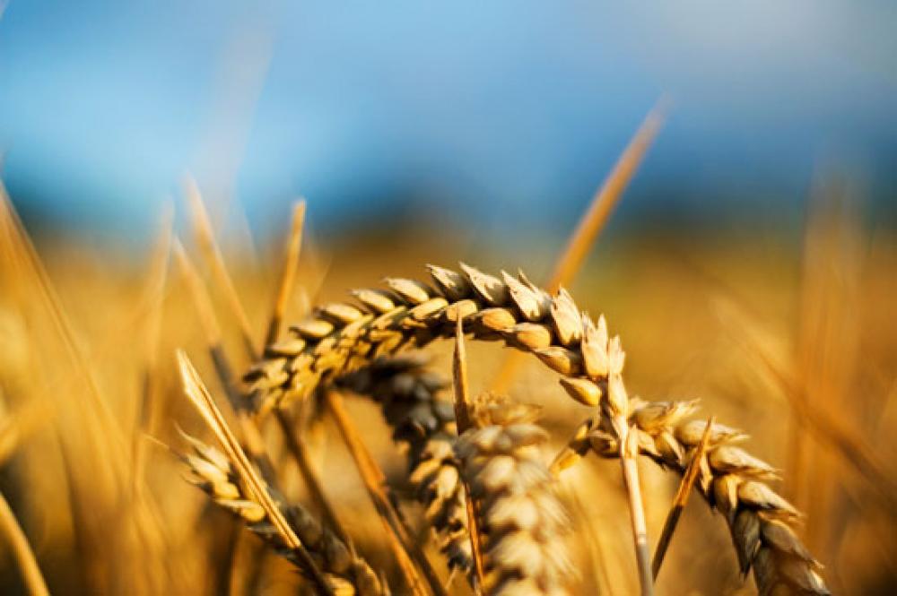 Производство сельхозпродукции в Украине подорожало на 37%