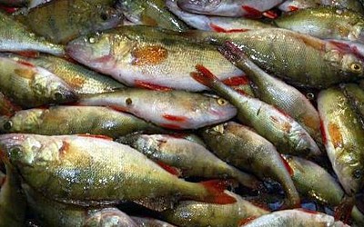 В двох великих водоймах Київщини хочуть заборонити промисловий вилов риби