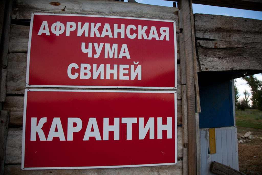 На Харьковщине зафиксирована вспышка АЧС, объявлен карантин