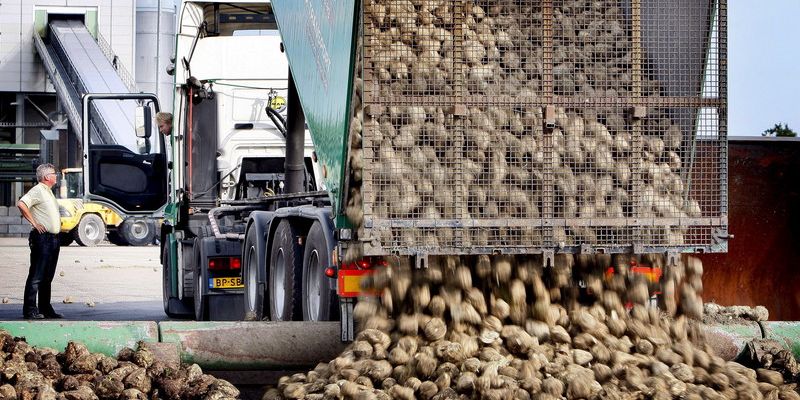 В Україні запрацювали 32 цукрових заводи, вироблено 319 тис. тонн цукру В Україні запрацювали 32 цукрових заводи, вироблено 319 тис. тонн цукру
