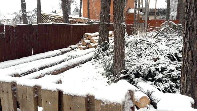 Під Києвом знищують лісові насадження