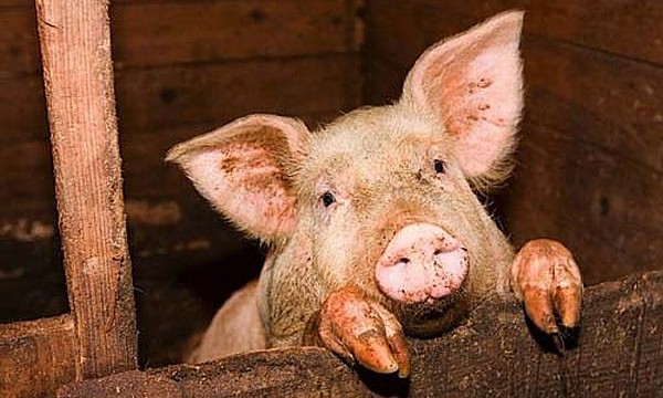 В Україні ціни на свинину продовжують рости