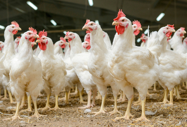 Гонконг вивчає можливість експорту української продукції птахівництва