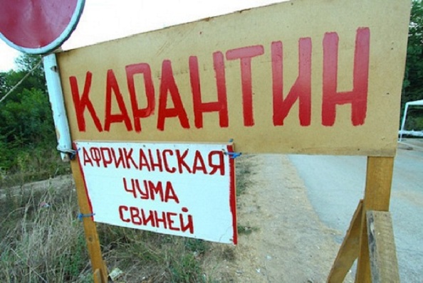 Через АЧС Україна недоотримала 12 млн дол. від експорту свинини