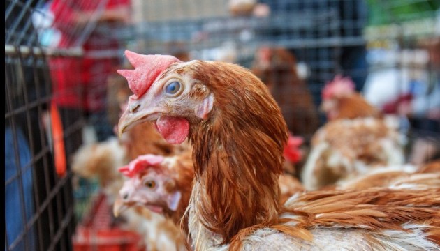 Существенный рост цены на газ чреват сворачиванием производства курятины