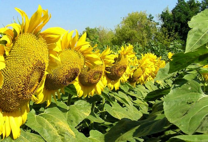 Цьогоріч Україна отримала рекордну врожайність соняшника Цьогоріч Україна отримала рекордну врожайність соняшника