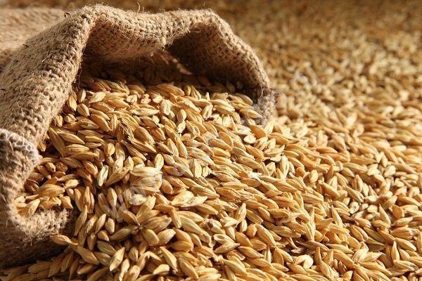 Украина – в пятерке мировых экспортеров аграрной продукции Украина – в пятерке мировых экспортеров аграрной продукции