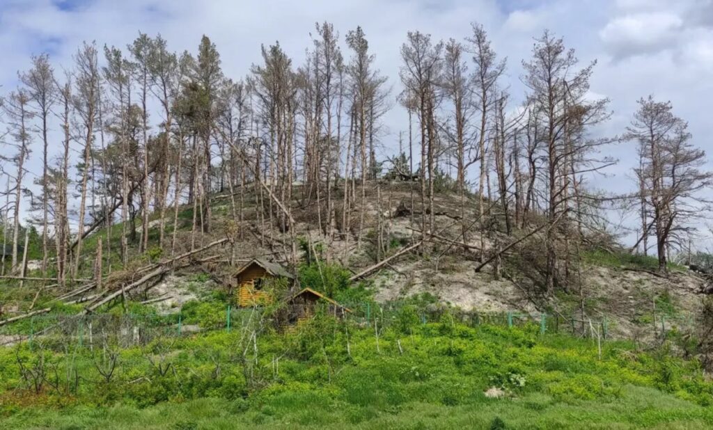 Оккупанты уничтожили более 60 тыс. гектаров украинских лесов стоимостью более 14 млрд гривен