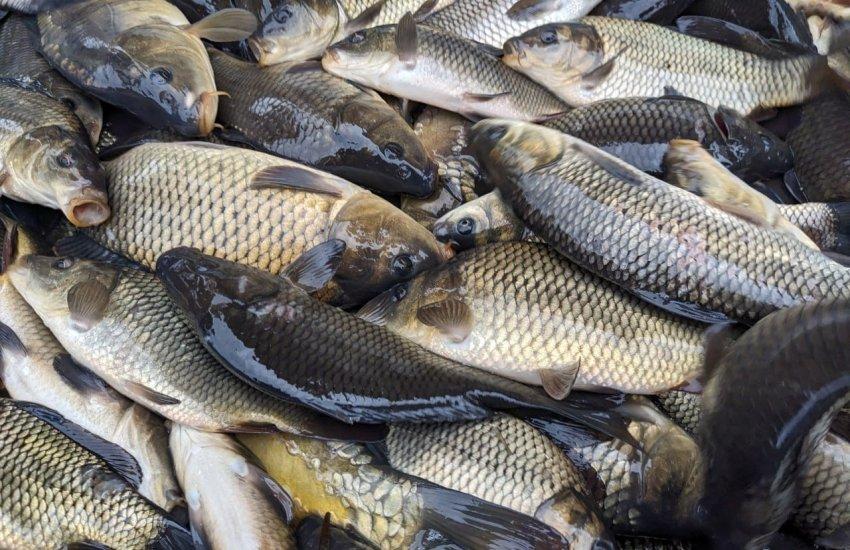 15 января состоятся аукционы на промышленный лов водных биоресурсов