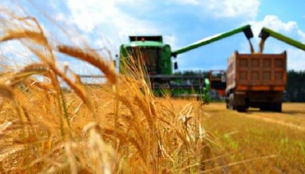 Україна очікує зібрати 60 млн зернових нового врожаю – підсумки збиральної компанії