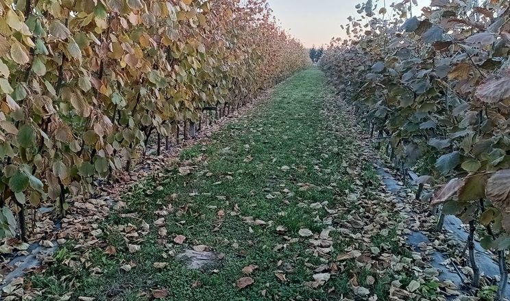 UAH 1.12 Billion in Grants Awarded to Gardeners and Berry Growers Over Four Years UAH 1.12 Billion in Grants Awarded to Gardeners and Berry Growers Over Four Years