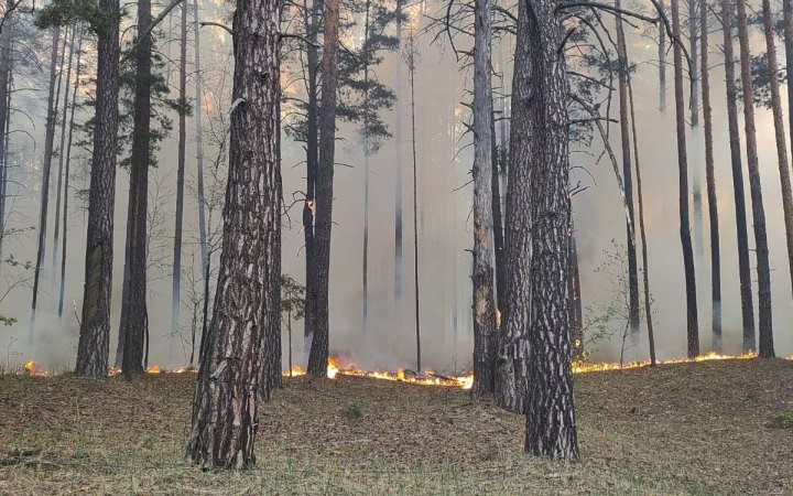 Площа лісової пожежі на Чернігівщині охопила 5800 га: гасіння ускладнюється обстрілами (ФОТО) 