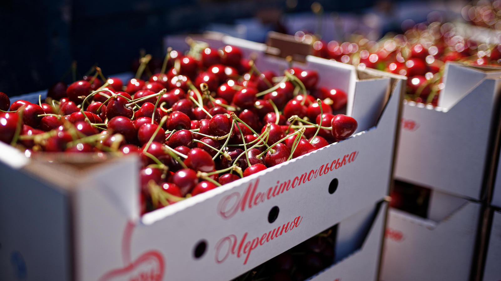 Russians who appropriated «Melitopol SweetCherry» sentenced to 12 years as war criminals