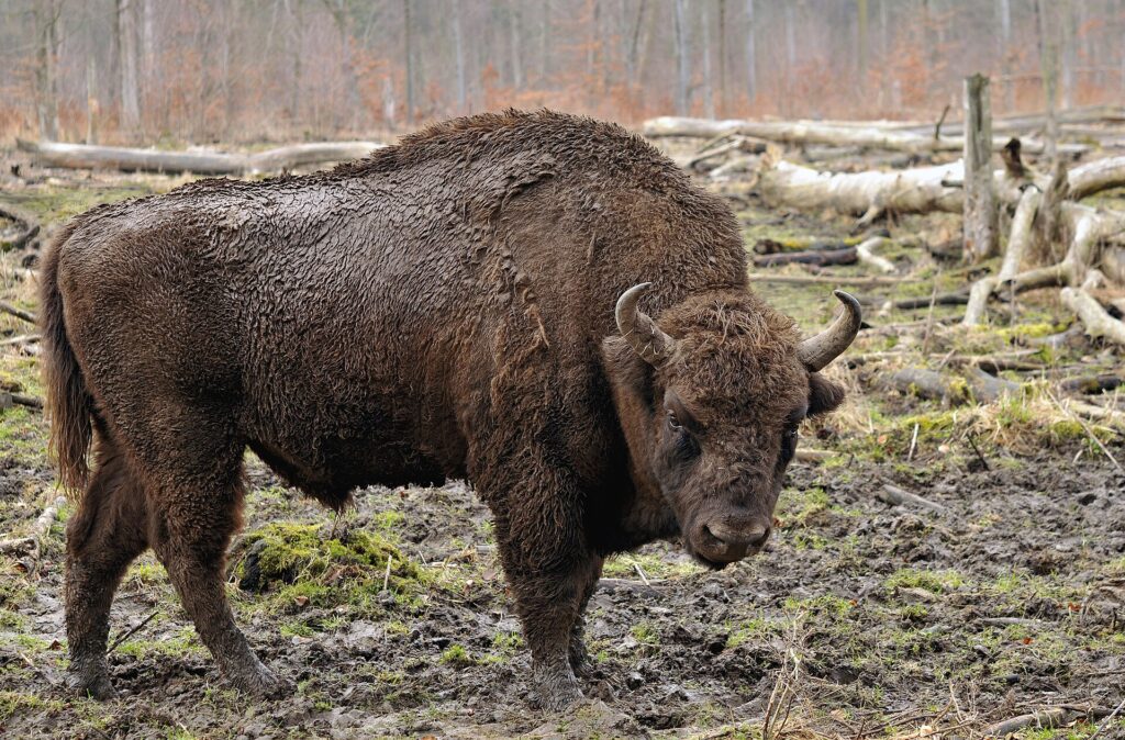 agricultural farm animals livestock Ukraine