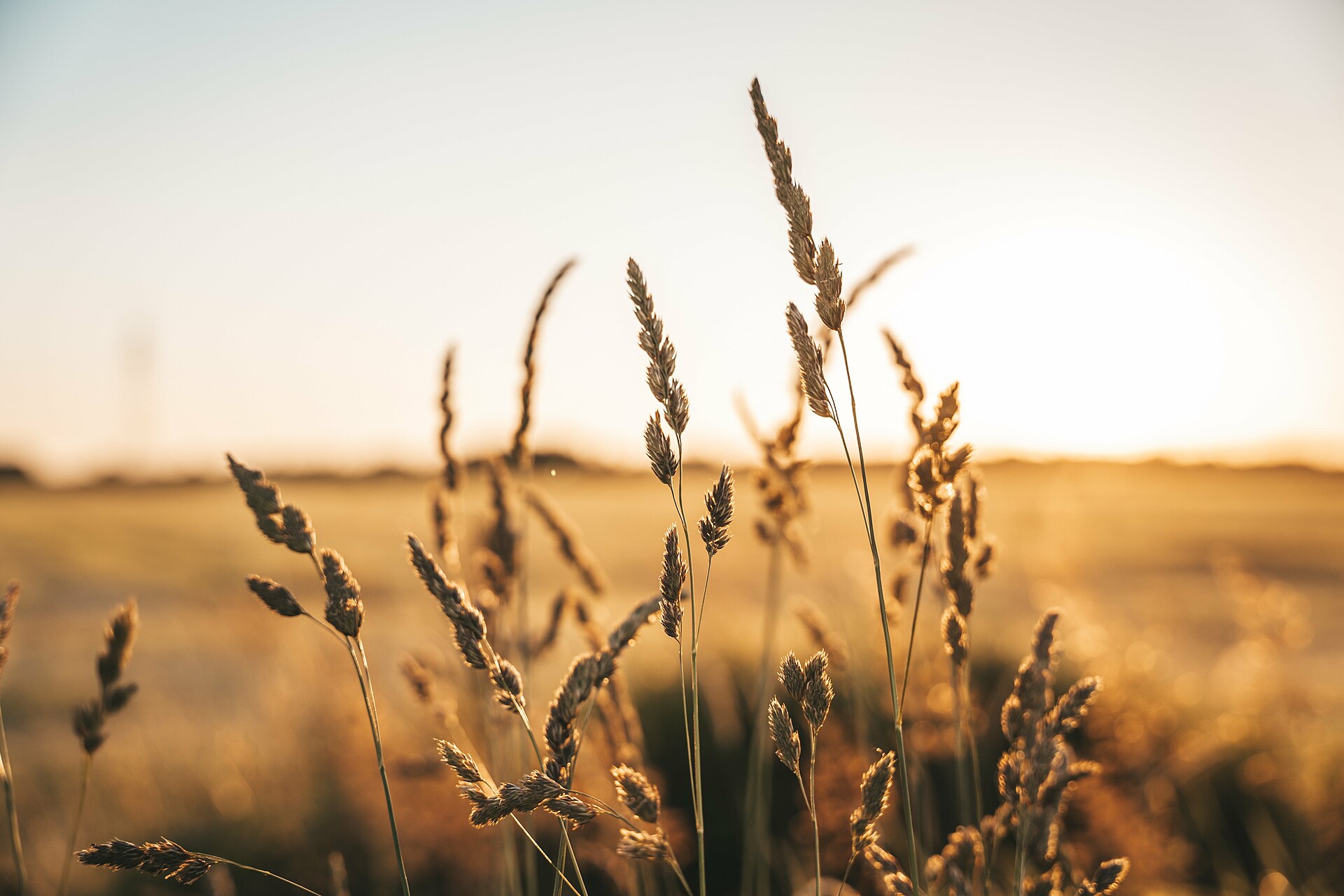 Ukrainian grain export; agricultural machinery Ukraine; Odesa port infrastructure
