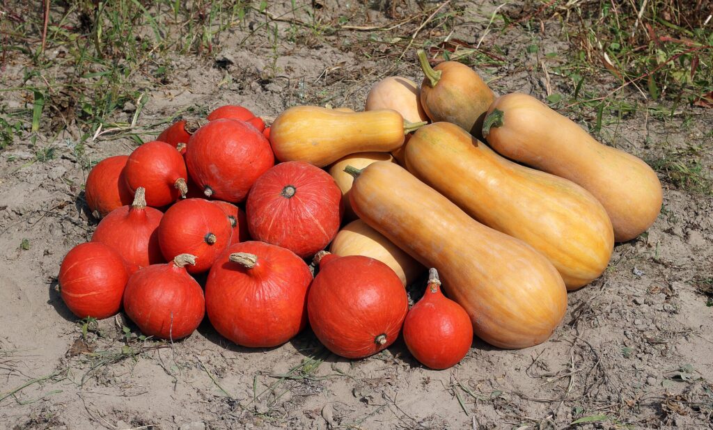 vegetable harvesting Ukraine; Ukrainian greenhouse farm vegetable harvesting Ukraine; Ukrainian greenhouse farm